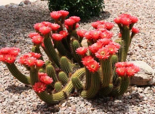 Distinctive Desert Landscaping